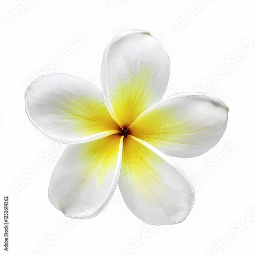 white yellow plumeria rubra flower isolated on white background