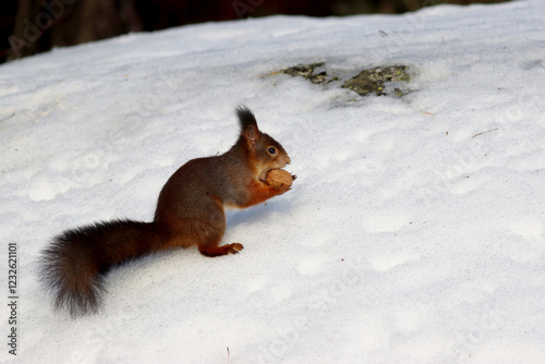 Photography Squirrel