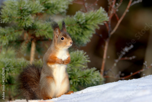 Obraz na płótnie Squirrel