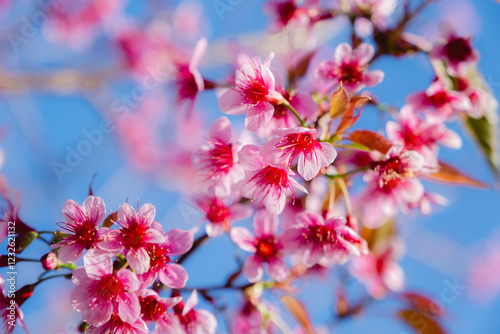 Wild Himalayan Cherry