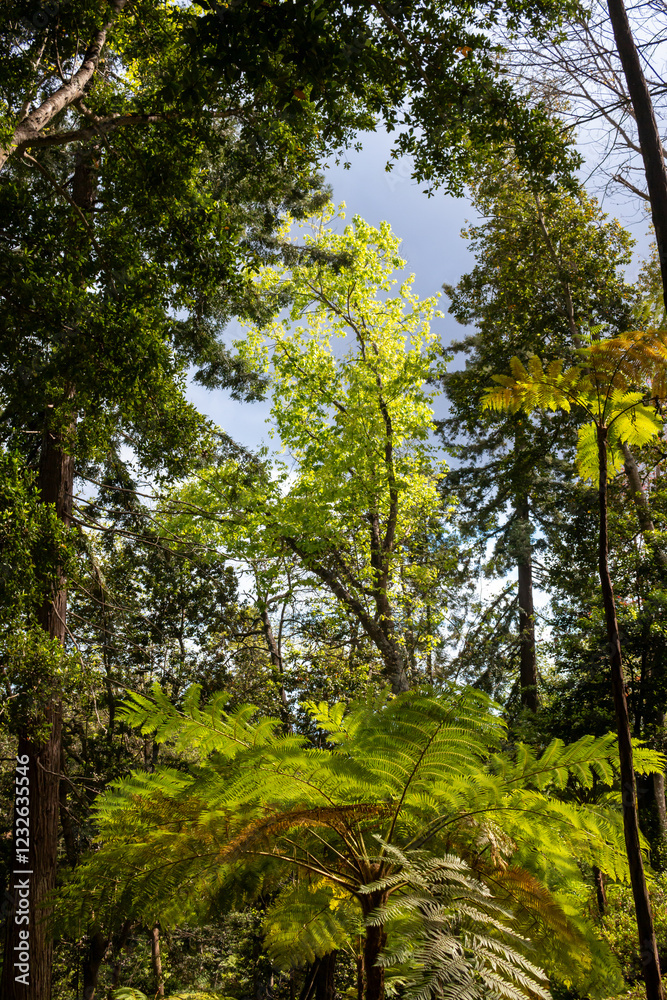Greenery in a Botanical garden, Monte, Funchal, Madeira Greenery in a Botanical garden, Monte, Funchal, Madeira