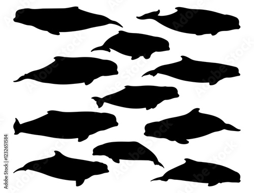 BELUGA WHALES SILHOUETTE ON WHITE BACKGROUND