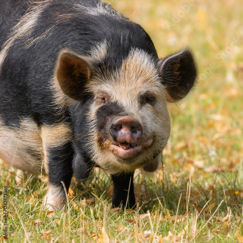 Smiling Kunekune pig on a summery pasture