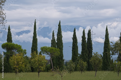 Russia, Sochi. A strict view of the pyramidal poplars in the ornithological park on the Black Sea coast.