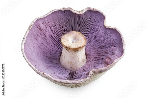 Mature Purple Laccaria mushroom, macro photography, lilac-purple and white colors, fungal species illustration photo