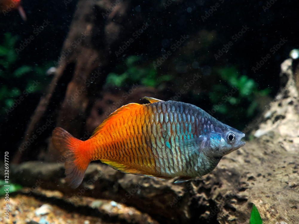 boeseman's rainbowfish Melanotaenia boesemani underwater portrait boeseman's rainbowfish Melanotaenia boesemani underwater portrait