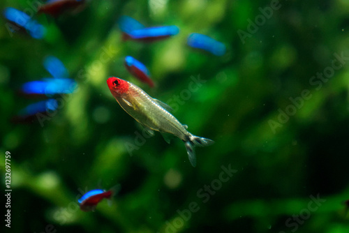 Quadro su tela Rummy-nose tetra hemigrammus bleheri