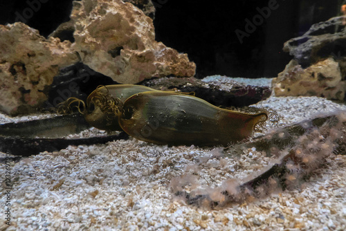 striped catshark eggs cat shark underwater photo