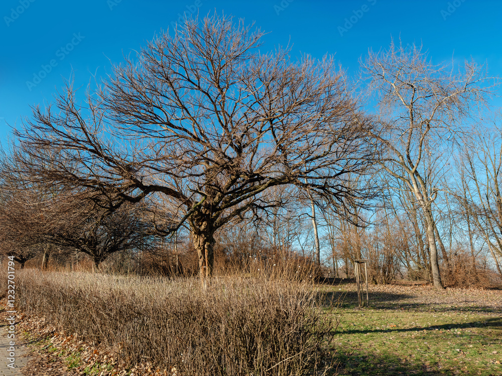 Spring landscape in the park, trees without leaves, blue sky and branches Spring landscape in the park, trees without leaves, blue sky and branches