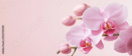 gentle pink orchid flowers on a pink background