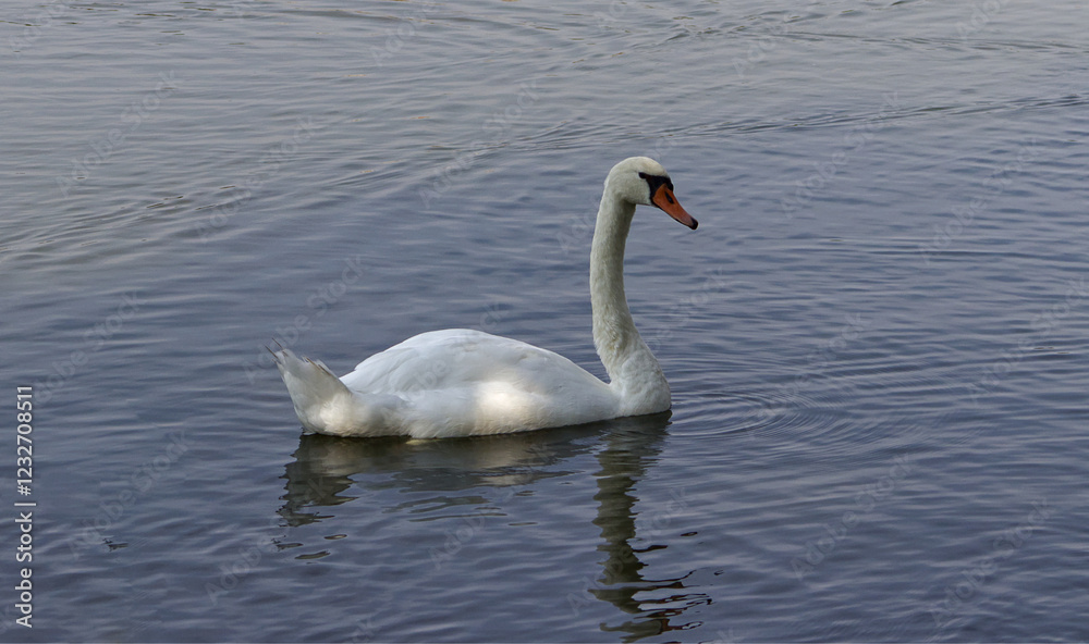 Adult swan on water surface. Swan on the pond. A flying swan. A large water bird. Beautiful bird, pond, summer. Adult swan on water surface. Swan on the pond. A flying swan. A large water bird. Beautiful bird, pond, summer.