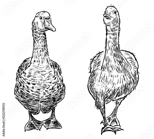 Hand drawings of two various domestic geese, front view, vector illustration