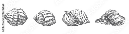 Hand drawn various seashells, vector sketches isolated on white