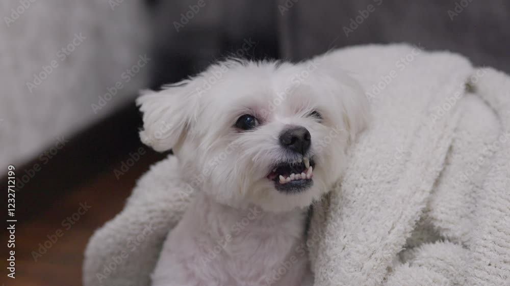 A small white dog, Comfortably curled up in a plush blanket, enjoying a Peaceful pastime at home, the dog yawns and looks at the camera A small white dog, Comfortably curled up in a plush blanket, enjoying a Peaceful pastime at home, the dog yawns and looks at the camera
