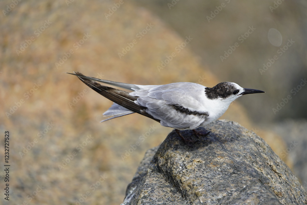 Naklejka premium The white-fronted tern (Sterna striata), also known as tara, sea swallow,black-billed tern, kahawai bird, southern tern, or swallow tail, was first described by Johann Friedrich Gmelin in 1789. Brazil