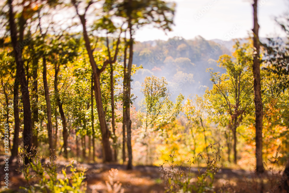 Fototapeta premium Nature at sunset