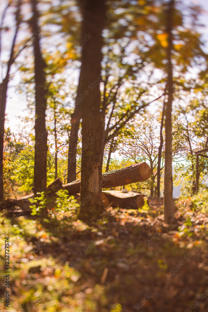 Obraz premium Nature at sunset