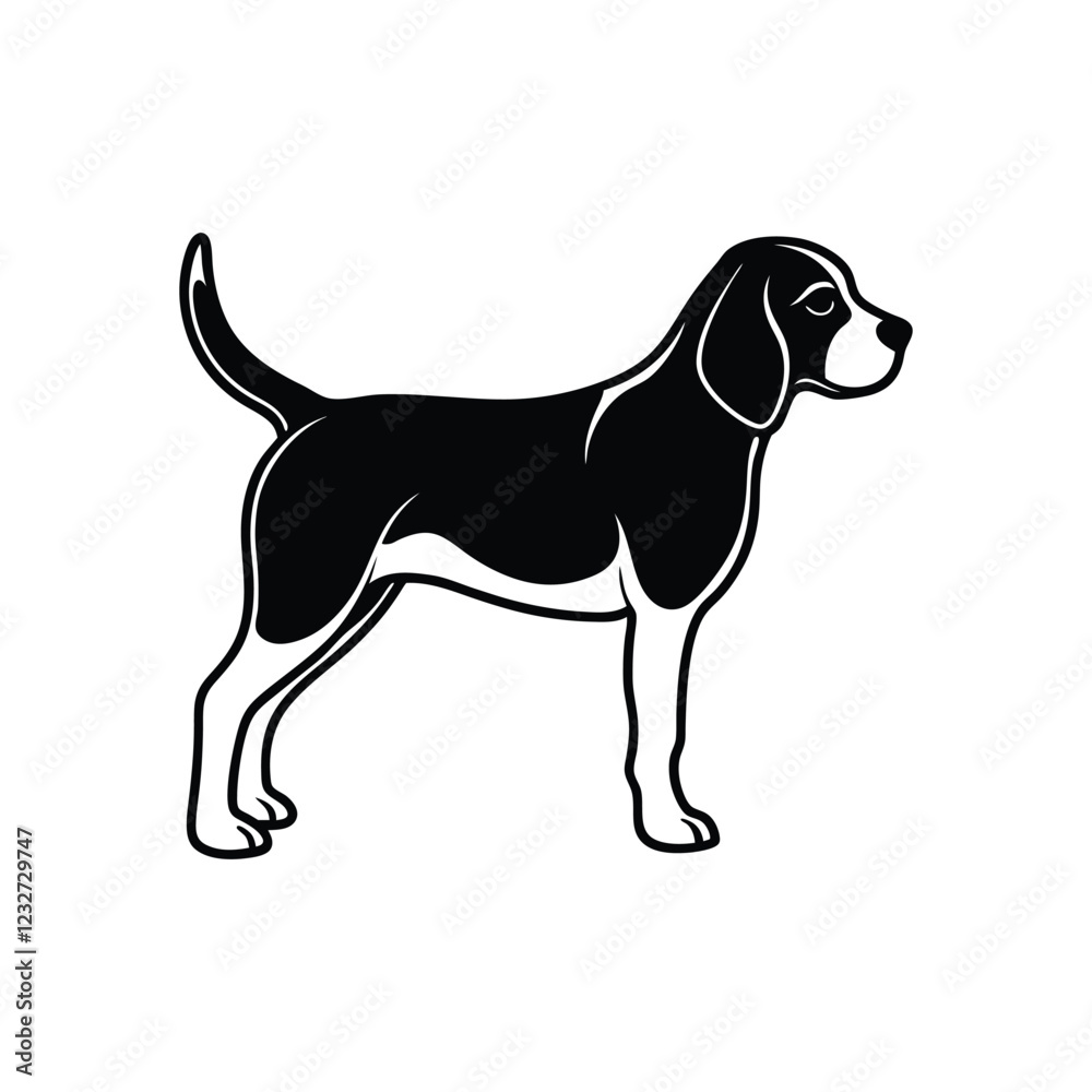 beagle dog on white background beagle dog on white background
