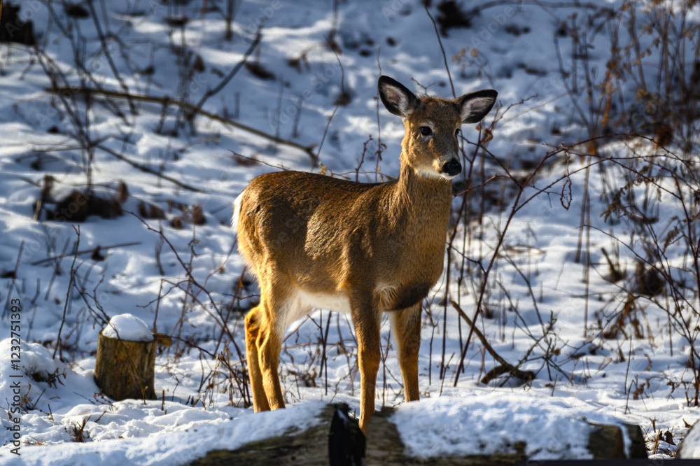 Deer, mostly Does, are looking for food this winter in Windsor in Upstate NY. Winters in NY are cold, snowy and fridged and make for the survival of the deer a lot harder. Survival during winter. Deer, mostly Does, are looking for food this winter in Windsor in Upstate NY. Winters in NY are cold, snowy and fridged and make for the survival of the deer a lot harder. Survival during winter.