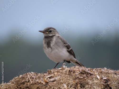 A small bird in a picturesque place
