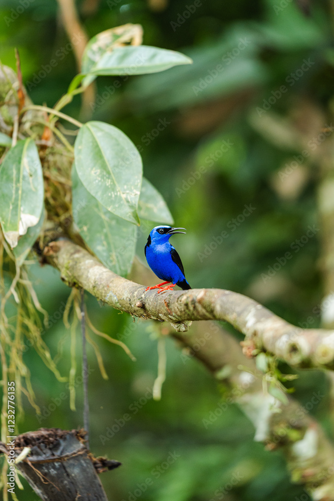 Red-legged honeycreeper singing on a tree branch in tropical rainforest
Red-legged honeycreeper singing on a tree branch in tropical rainforest