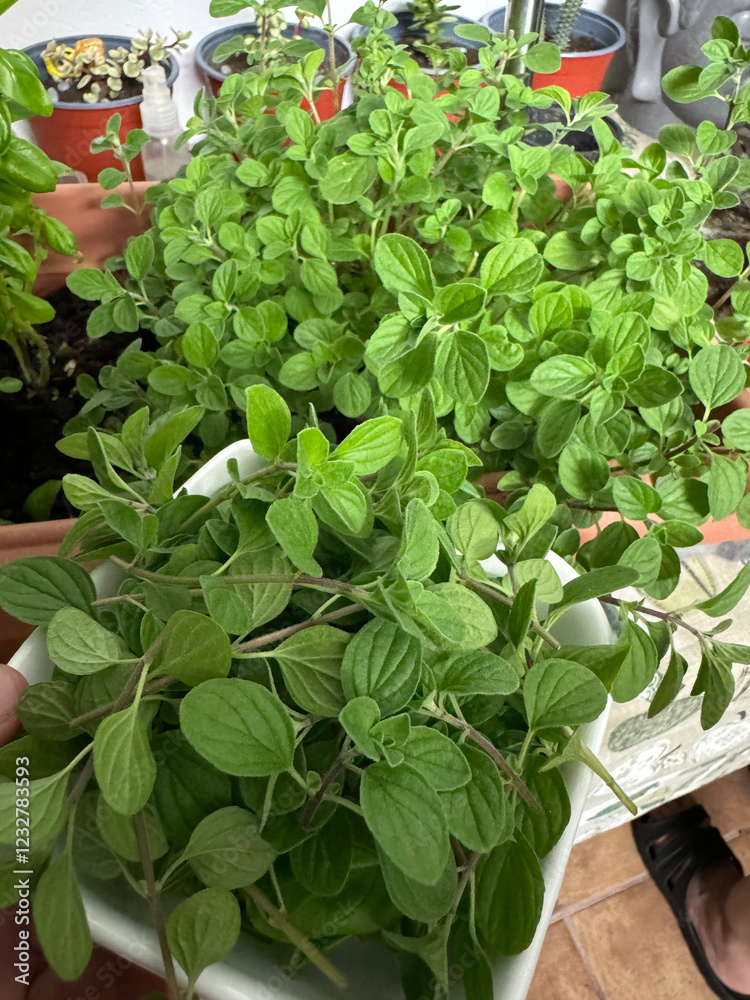 oregano