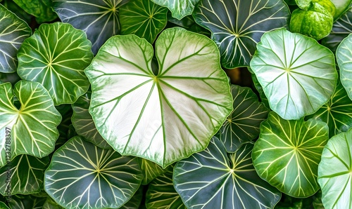 Wallpaper Mural Caladium leaves texture, vibrant green and white, garden background, botanical wallpaper Torontodigital.ca