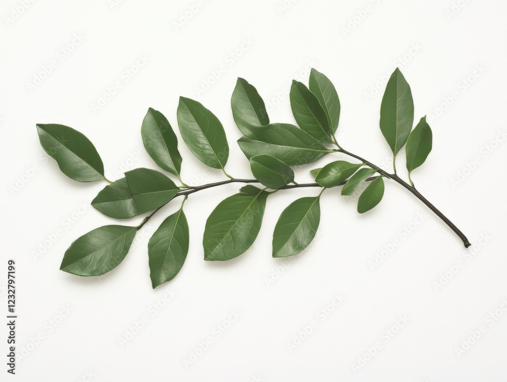 Naklejka premium a sprig of fresh green leaves on a white background