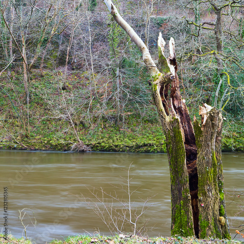 Broken tree on the banks of the River Dee, Llangollen, North Wales, UK