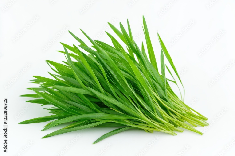 fresh green barley grass isolated on a white background fresh green barley grass isolated on a white background
