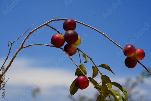 Camu Camu fruits on a branch against the bright blue sky. Ripe and semi-ripe fruits on the beach of the Rio Negro. Camucamu (Myrciaria dubia) is a fruit with the highest concentration of vitamin C photo