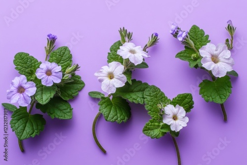Three delicate lilac flowers with green leaves on purple background