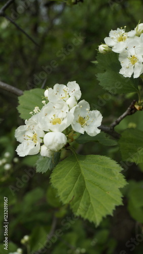 Blooming hawthorn tree