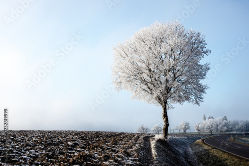 Einsamer gefrorener Baum auf winterlichem Feldrand bei klarem Himmel