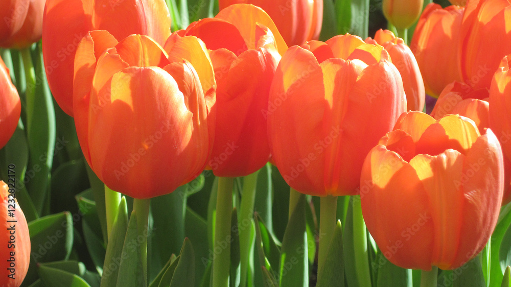 Obraz premium red and yellow tulips