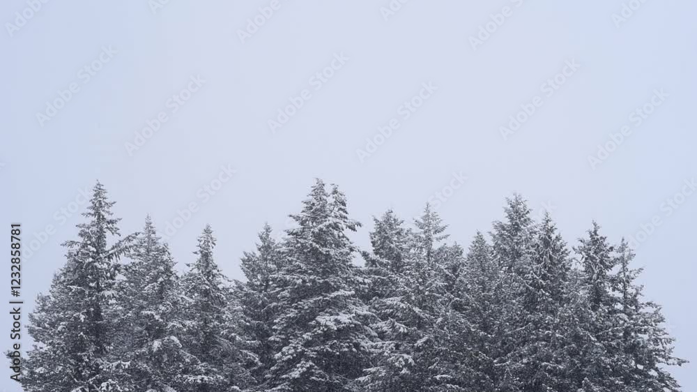 Snow falling in front of snow covered evergreen trees with copy space above
