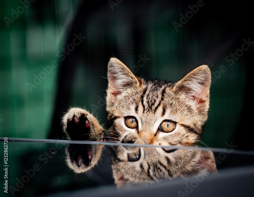 Chaton qui se cache
