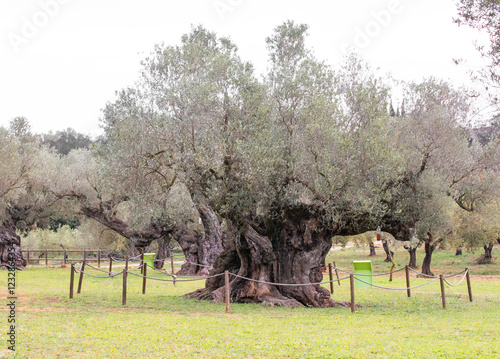 Hermoso olivo  situado en el Museo natural de los olivos milenarios, La Jana, provincia de Castellón, España photo