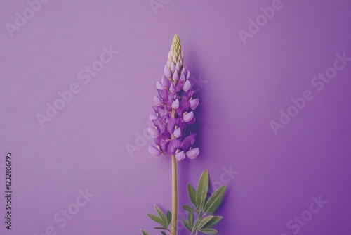 A single purple lupine flower against a purple background
