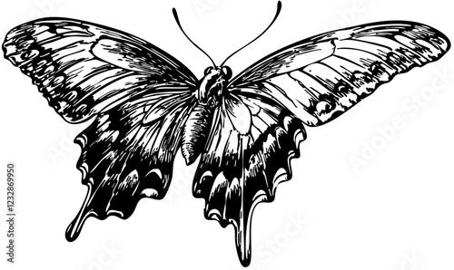 Stylized Cartoon Butterfly Outline Versatile Vector Art, Sketch, Transparent Background