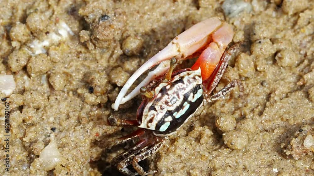 The Uca arcuata, commonly known as the Arched Fiddler Crab, is a species of fiddler crab found in coastal habitats of Southeast Asia. Known for the distinctively large, asymmetrical claws of the male 