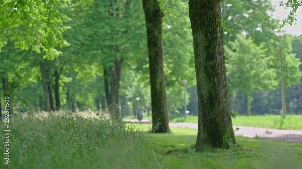 Biking and jogging on a tree-lined path surrounded by lush grass Biking and jogging on a tree-lined path surrounded by lush grass