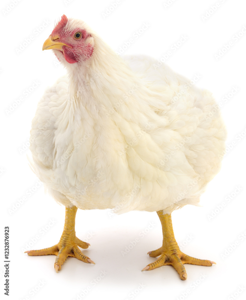 Fototapeta premium white hen isolated.