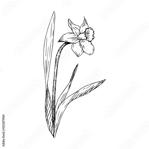 Hand-drawn daffodil flower in the style of engraving. Vector illustration in black ink on a white background.