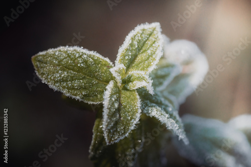 Frozen Mint leaves in morning sun with ice crystals on it. 