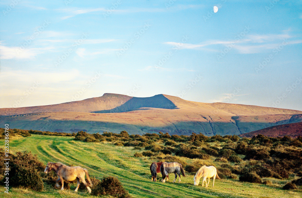 The summit of Pen y Fan seen from Libanus in the Brecon Beacons, Powys, south Wales, UK. Wild Welsh ponies. Summer morning