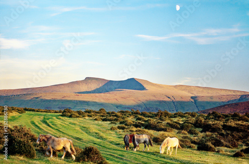 Obraz na płótnie The summit of Pen y Fan seen from Libanus in the Brecon Beacons, Powys, south Wales, UK. Wild Welsh ponies. Summer morning w salonie