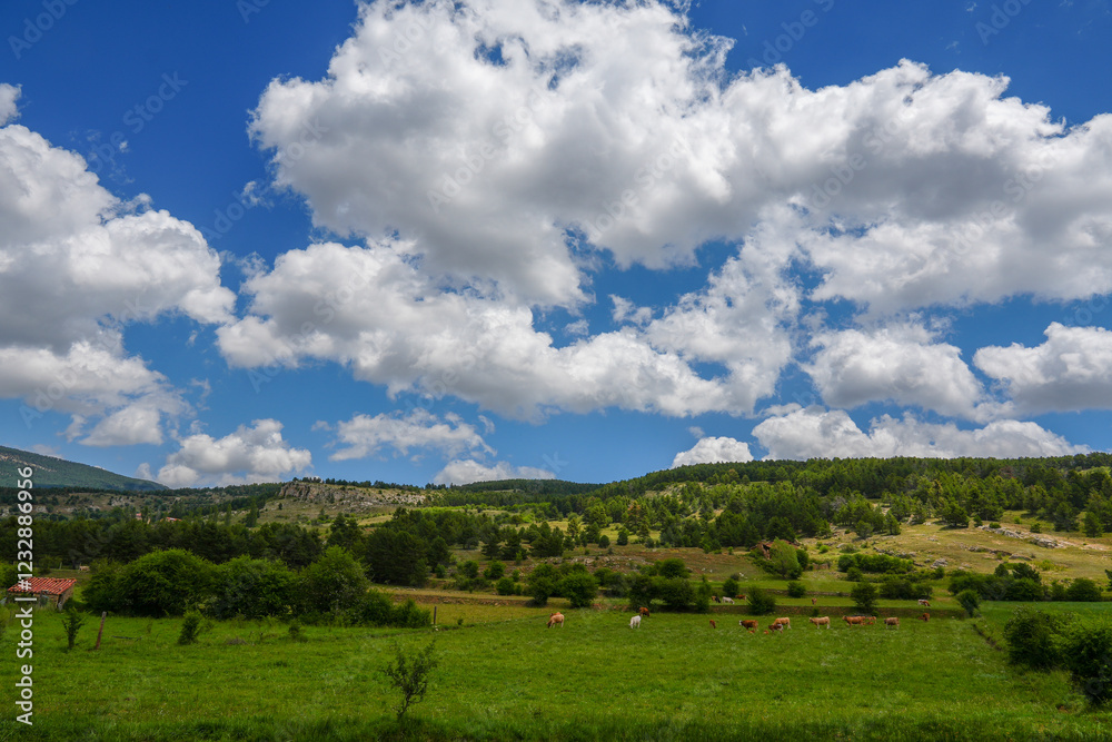 Spring landscape with poplars in Alcala de la Selva Teruel province Aragon Spain Spring landscape with poplars in Alcala de la Selva Teruel province Aragon Spain