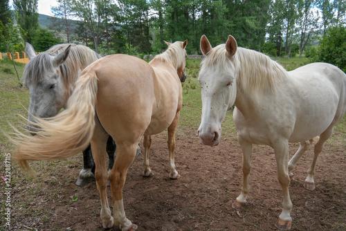 Spring landscape with white horses  in Alcala de la Selva Teruel province Aragon Spain photo