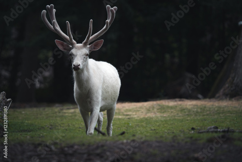 White red deer with a big antler